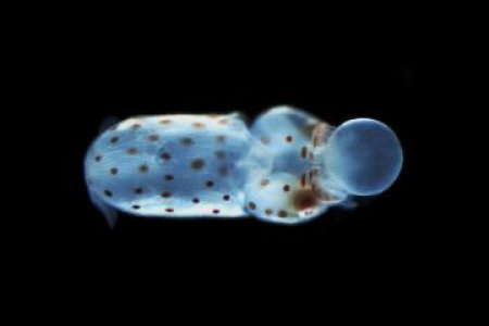 烏賊的胚胎階段，暗場