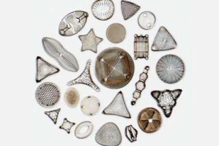 矽藻，透射光明場