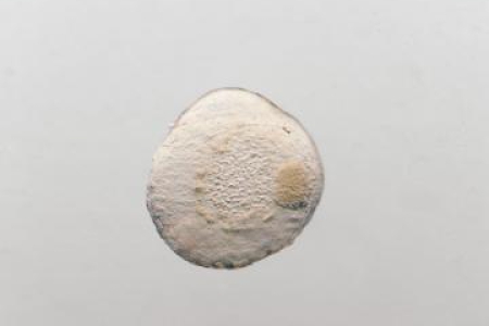 Ofan 胚胎，明視野，斜照（「負」浮雕對比）