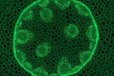 螢光對比劑中的 Convallaria，10 倍物鏡