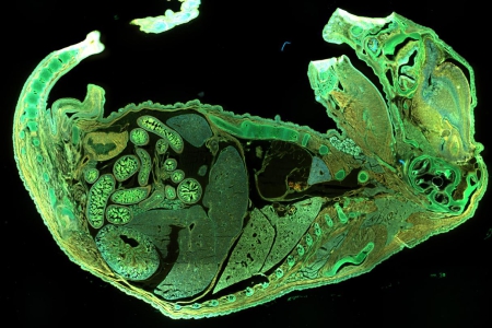 螢光:整個小鼠胚胎                                                                                                                                                               