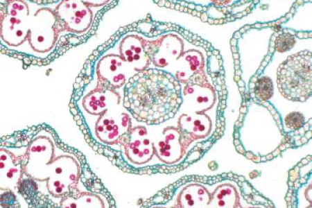 明場用於透明、高對比和染色樣本並顯示輪廓和剖面：Daisy、PlanApo S 1.5x 物鏡，放大倍率：150×