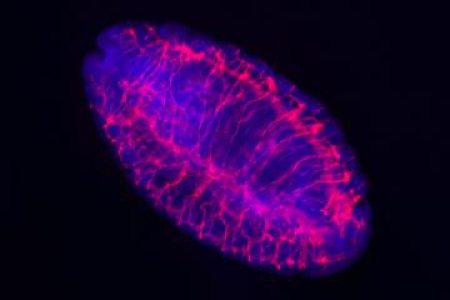 果蠅胚胎的雙色螢光影像