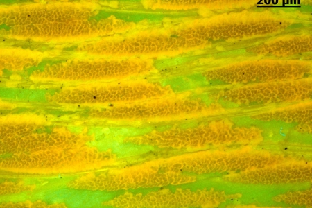 材料科學 – 碳纖維 用 Axio 成像儀拍攝的碳纖維截面螢光影像