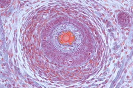 小鼠在明視野對比下毛囊，40倍物鏡