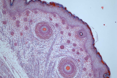 小鼠在明視野對比下的毛囊，10倍物鏡