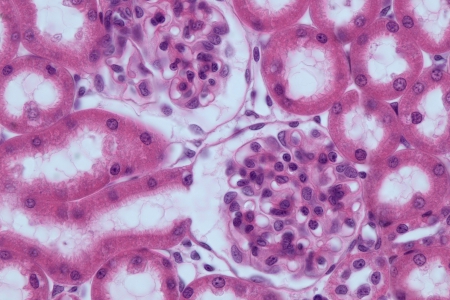 大鼠腎臟切片： 物鏡：Plan-APOCHROMAT 63xl1.4 油