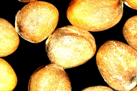 暗田中的蘿蔔種子