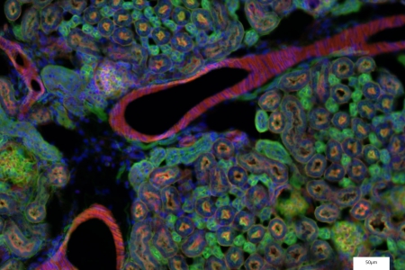 螢光中的老鼠腎臟