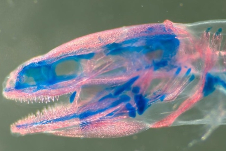 明場中的 Erpetoichthys calabaricus