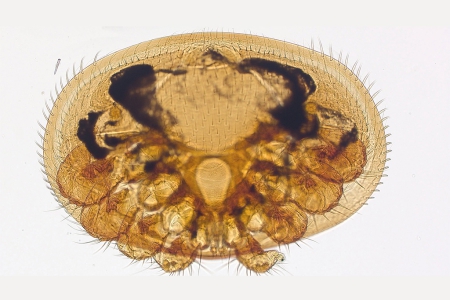 瓦螨，透光明場