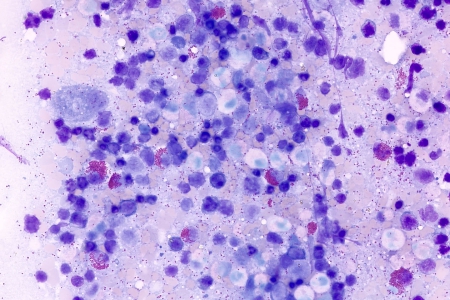 紅骨髓人類在透射光明場中