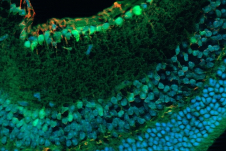 固定滑鼠視網膜部分          與蔡司 Apotome.2 一起獲得。標本由德國明斯特大學醫學中心眼科的 S. Nan 和 P. Heiduschka 提供。