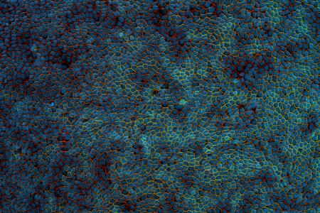 固定滑鼠視網膜部分： 與蔡司 Apotome.2 一起獲得。標本由德國明斯特大學醫學中心眼科的 S. Nan 和 P. Heiduschka 提供。