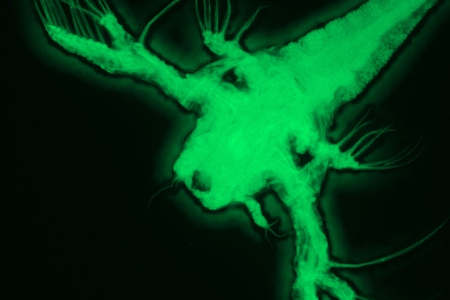 豐年蝦 EOSIN 染色，處理後的 z 堆疊圖像