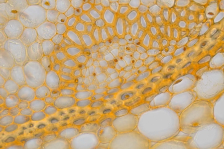 明視野對比下的 Convallaria 40 倍物鏡