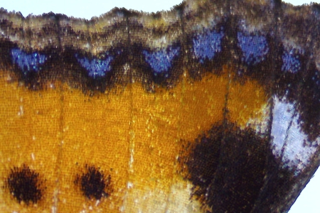 明視野中的蝴蝶翅膀