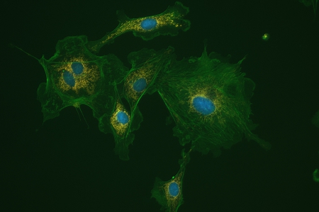 螢光對比中的 FluoCells
