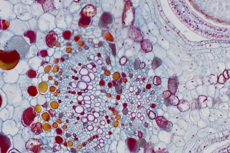 明場中的Oenothera維管束