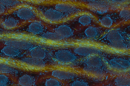 工業顯微鏡 家具木材表面結構，暗場，物鏡：EC Epiplan APOCHROMAT 10x/0.30