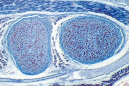 小鼠胚胎，染色，透射光明場，放大倍率：94倍