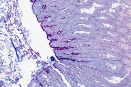 小鼠腸道高腳杯細胞 中性（紅色）與酸性（藍色）黏液染色，使用20x/0.5物鏡影像。 樣品提供：A. Feuchtinger，亥姆霍茲慕尼黑中心，德國