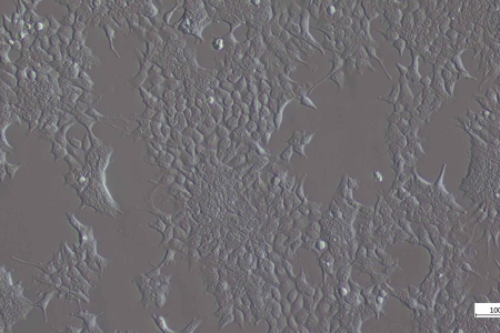 Cos7 電池，改良的霍夫曼調變對比度