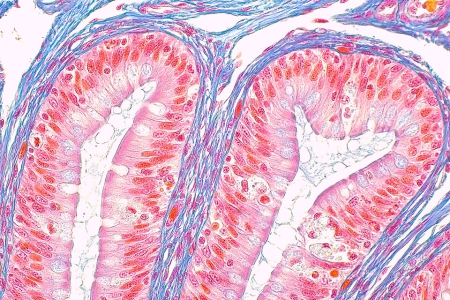 ZEISS Primostar 3 攝影機搭配 iPlan Achromat 40x 物鏡：Rana（明場，高解析度快拍）