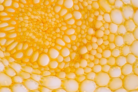 EISS Primostar 3 攝影機搭配 iPlan Achromat 40x 物鏡：Convallaria（明視野，高解析度快拍）