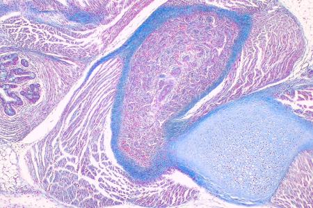 ZEISS Primostar 3 攝影機搭配 iPlan Achromat 10x 物鏡：年輕滑鼠（明場，高解析度快拍）