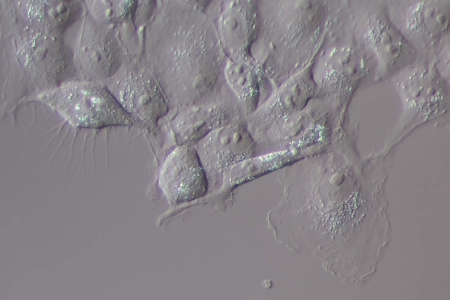 透射光DIC中的細胞