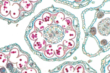 雛菊 （Bellis perennis），透射光明場，放大倍率：150 倍（10 倍目鏡的視覺放大倍率）