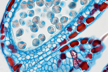 榛子在明視野對比下，40倍物鏡