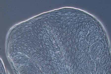 兔子味蕾相位對比，40倍客觀