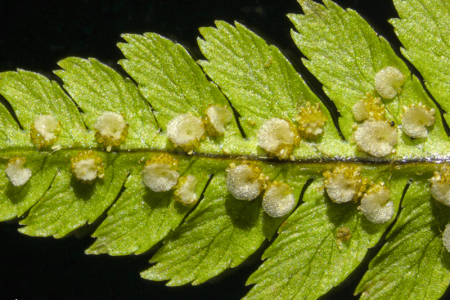 皇家蕨類植物 - 用反射光、暗場獲得的 Sori 和孢子囊
