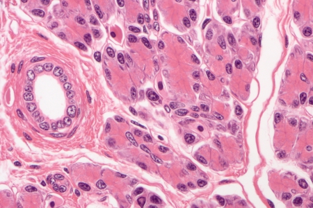 Amphiuma 的肝臟在明場中  HE 染色，使用蔡司 Axio 成像儀獲取，物鏡：EC Plan-NEOFLUAR 20x / 0.50