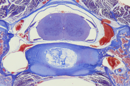 貓科動物在明視野中的脊髓