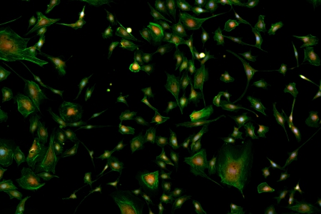 螢光對比中的 FluoCells