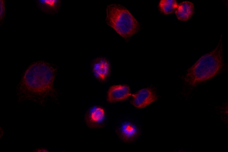 Hela Kyoto #7（Alexa 488、Alexa 647 和 Hoechst 33342）螢光對比度，使用蔡司 Axioscope 5 獲取，物鏡：EC-Plan Neofluar，40×
