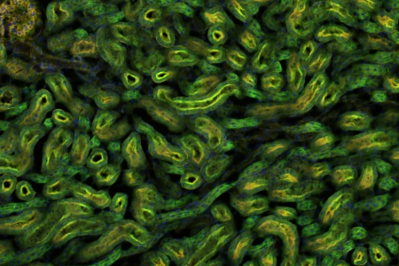 明場用於透明、高對比和染色樣本並顯示輪廓和剖面：Daisy、PlanApo S 1.5x 物鏡，放大倍率：150×