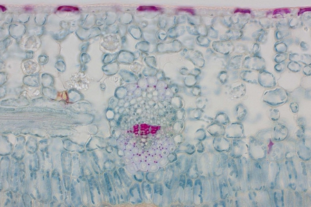 山茶葉維管束在明場中，橫截面