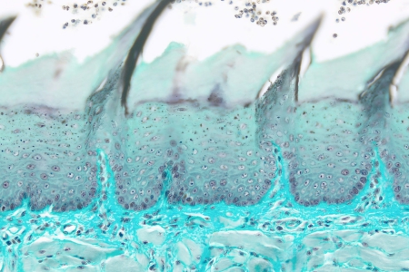 老鼠舌頭，酸綠色，透射光明場