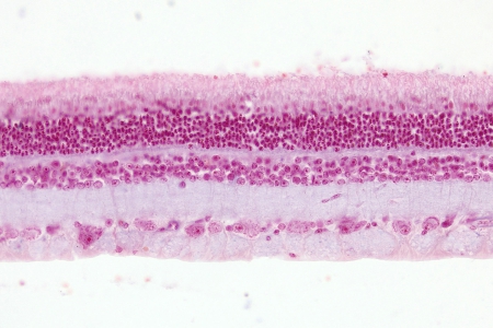 大鼠視網膜，剖面，核快紅，透射光明場