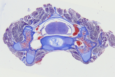 脊髓細胞 Cat，HE 染色，明場，使用蔡司 Stemi 305 獲得