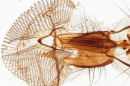普通家蠅的口部-Brightfield。帶有 VisiLED HCT 對比度平台的透射光。明場